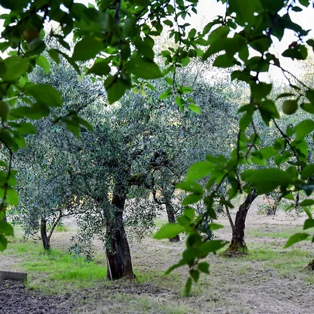 Cirillino