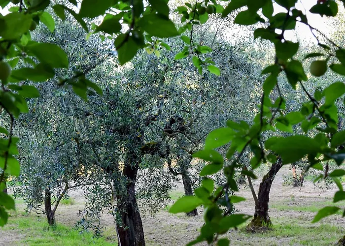 Cirillino
